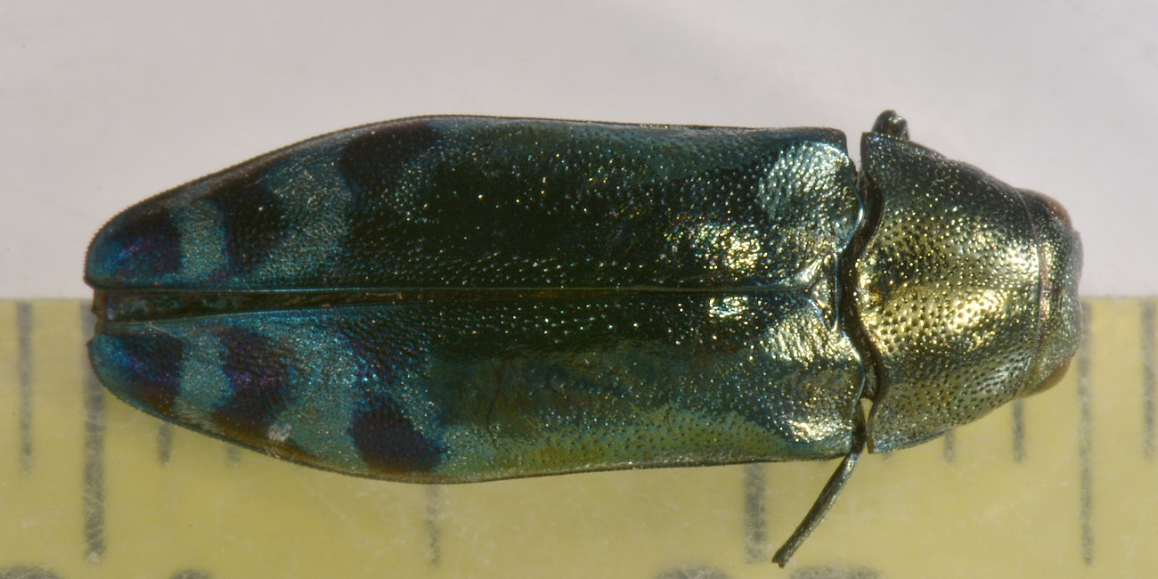 Buprestidae: Coraebus fasciatus